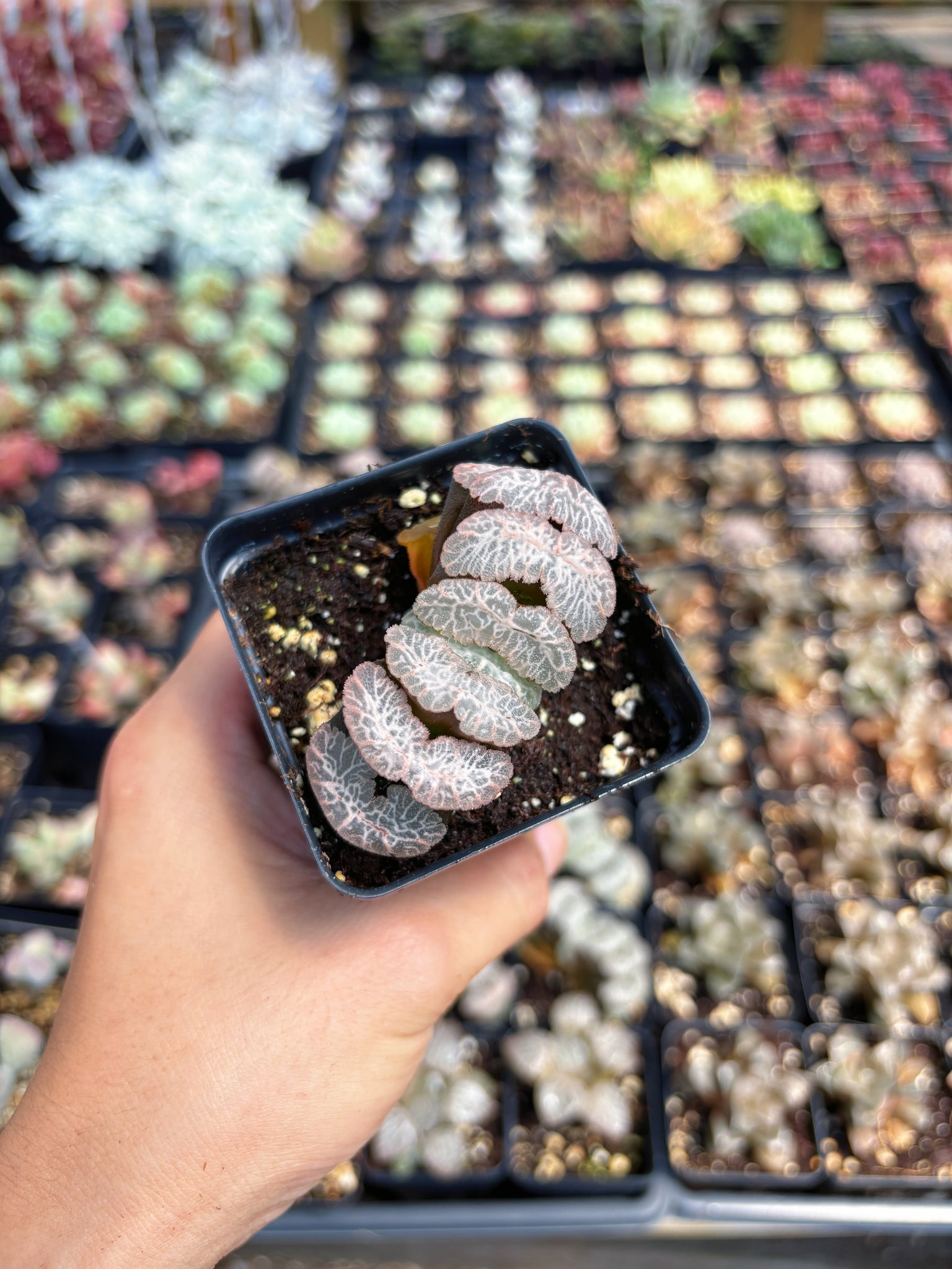 Haworthia Truncata Tiger Princess - April Farm/Rare Succulent