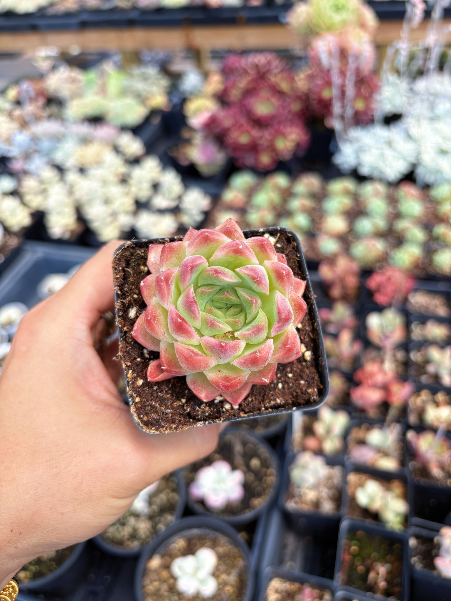 stargazing succulents Echeveria Fantasy Nebula