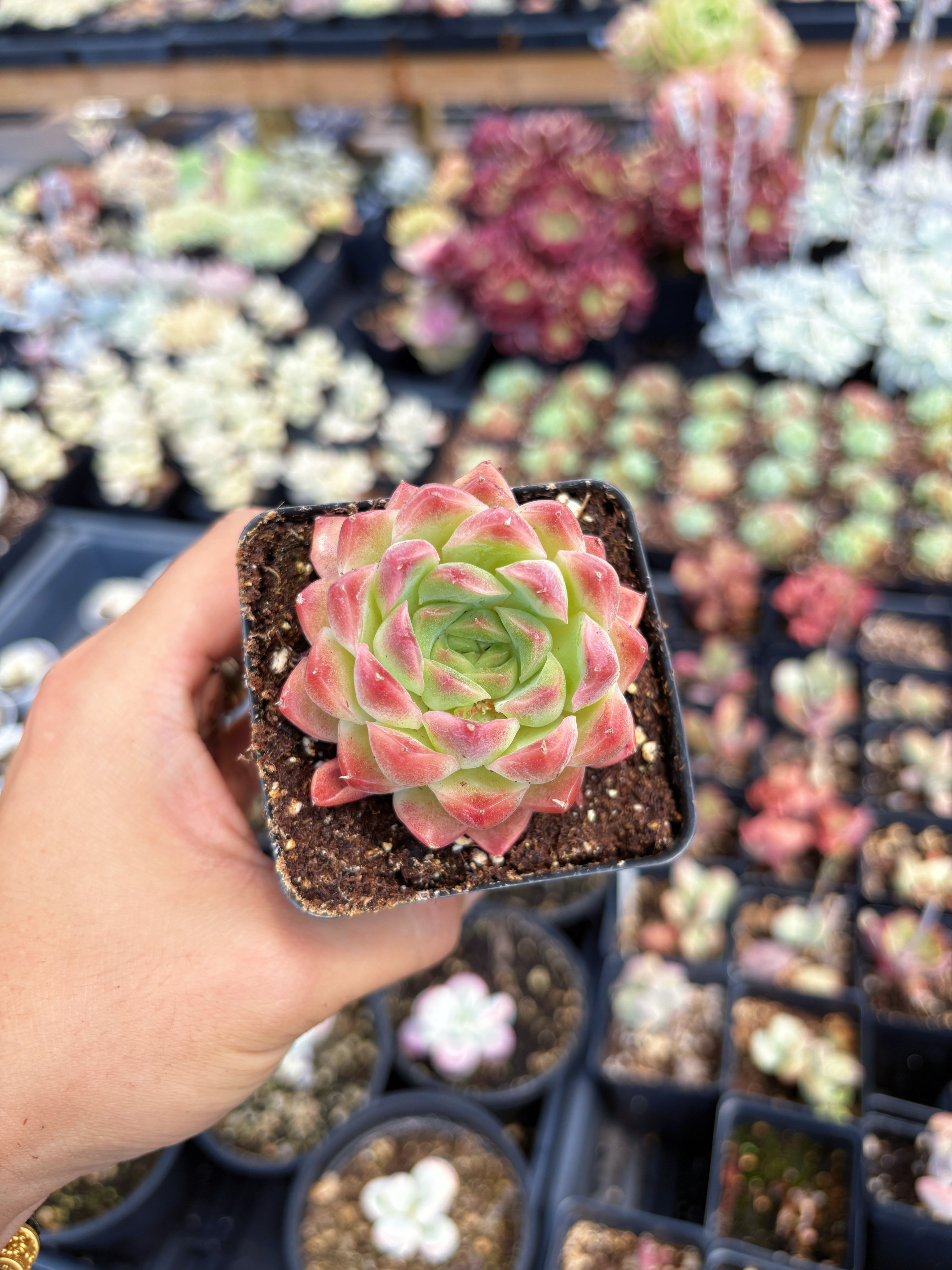 洋書 ECHEVERIA CULTIVARS 図鑑 IMG_5470_3072x.jpg?v=1751339152
