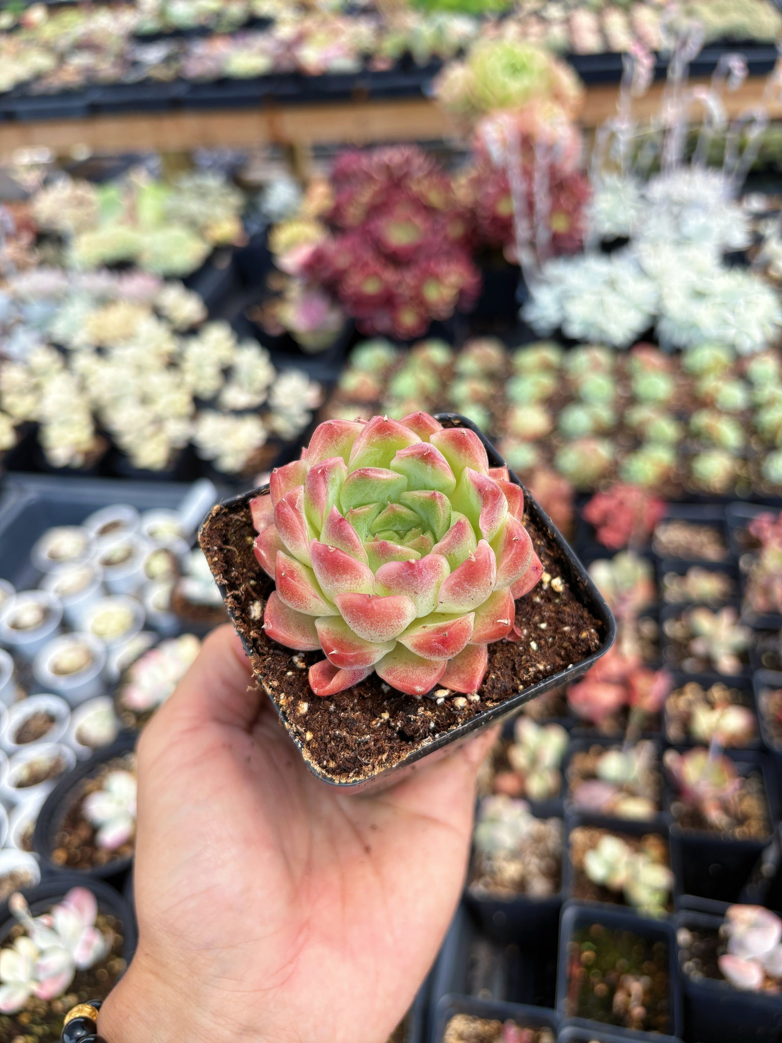 succulent price Echeveria Fantasy Nebula