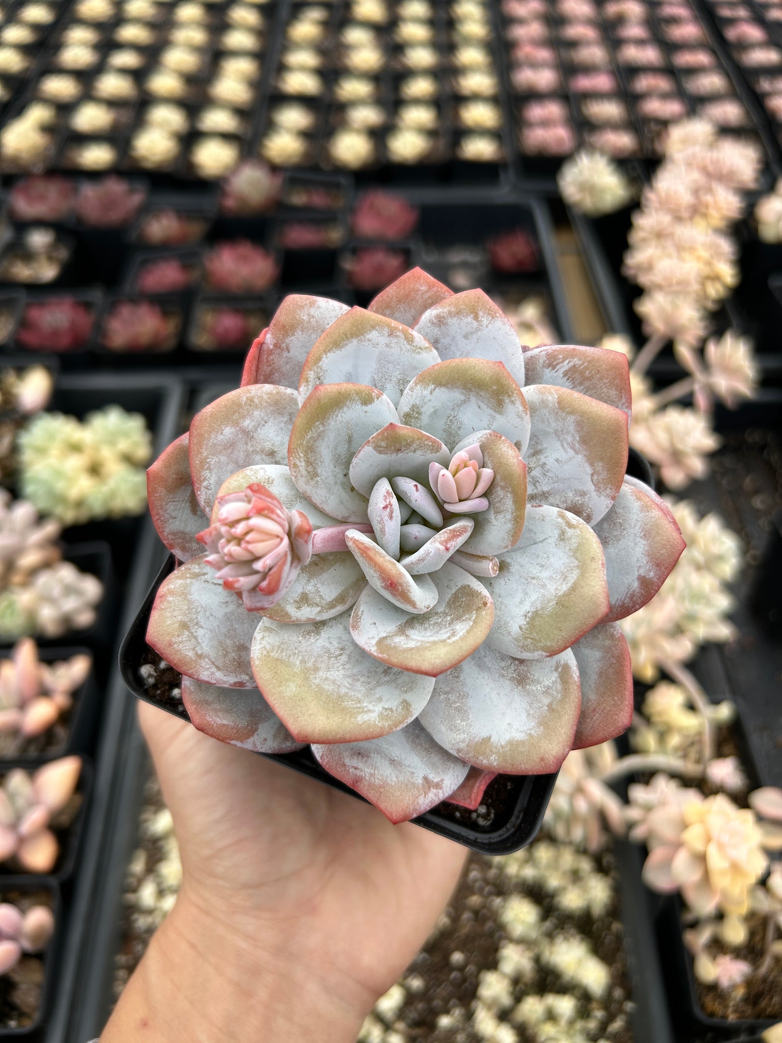 buy rare succulent plants Echeveria Lauii