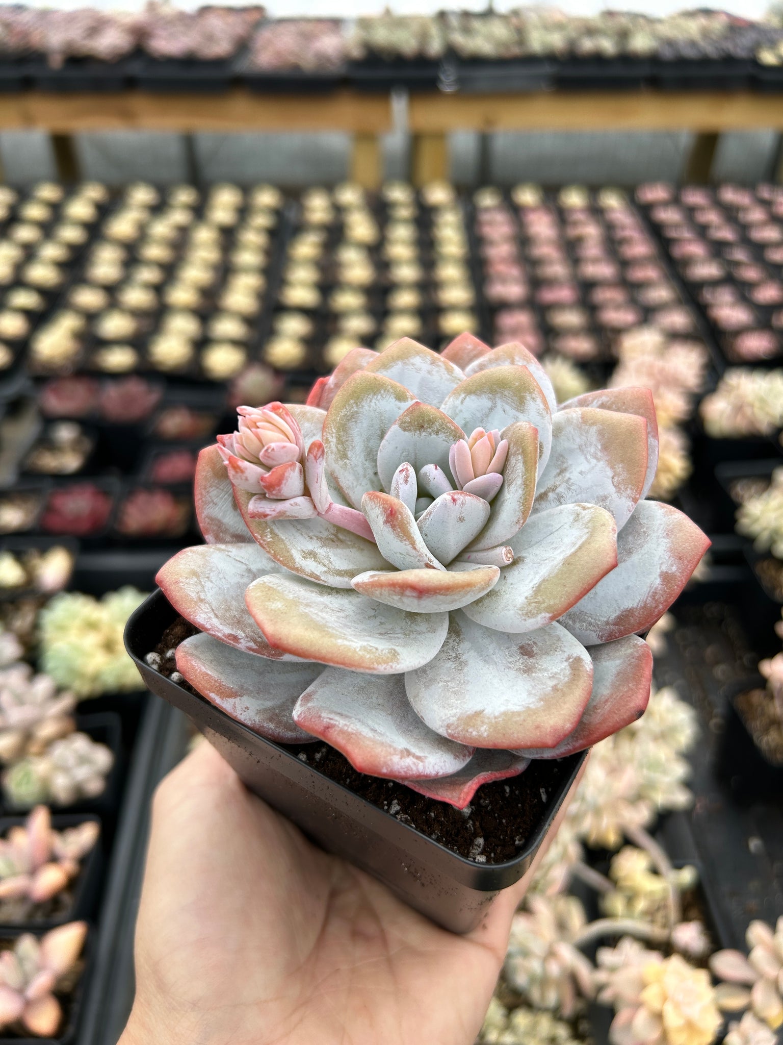 unknown succulents Echeveria Lauii