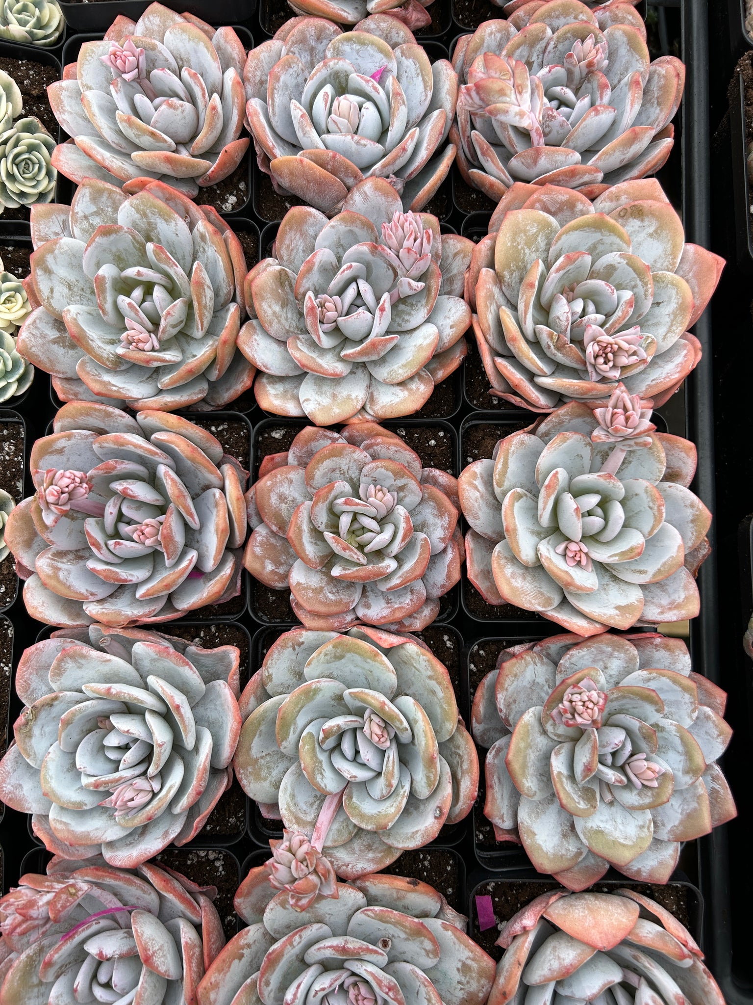 april farm succulents Echeveria Lauii