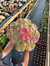 Load image into Gallery viewer, Aeonium Pink Witch Massive Bouquet (1) - April Farm
