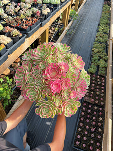 Aeonium Pink Witch Massive Bouquet (1) - April Farm