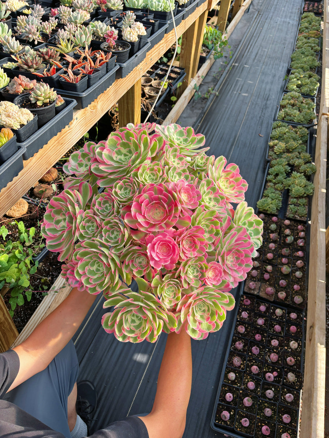 Aeonium Pink Witch Massive Bouquet (1) - April Farm