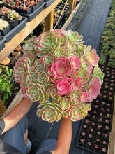 Load image into Gallery viewer, Aeonium Pink Witch Massive Bouquet (1) - April Farm
