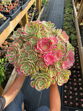 Load image into Gallery viewer, Aeonium Pink Witch Massive Bouquet (1) - April Farm

