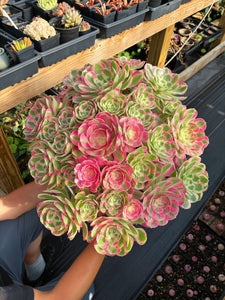 Aeonium Pink Witch Massive Bouquet (1) - April Farm
