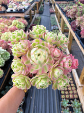 Load image into Gallery viewer, Aeonium Pink Witch Giant Bouquet (2) - April Farm/Rare Succulent
