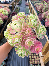 Load image into Gallery viewer, Aeonium Pink Witch Giant Bouquet (2) - April Farm/Rare Succulent
