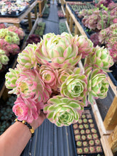 Load image into Gallery viewer, Aeonium Pink Witch Giant Bouquet (2) - April Farm/Rare Succulent
