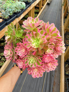 Aeonium Pink Witch Giant Bouquet (3) - April Farm/Rare Succulent