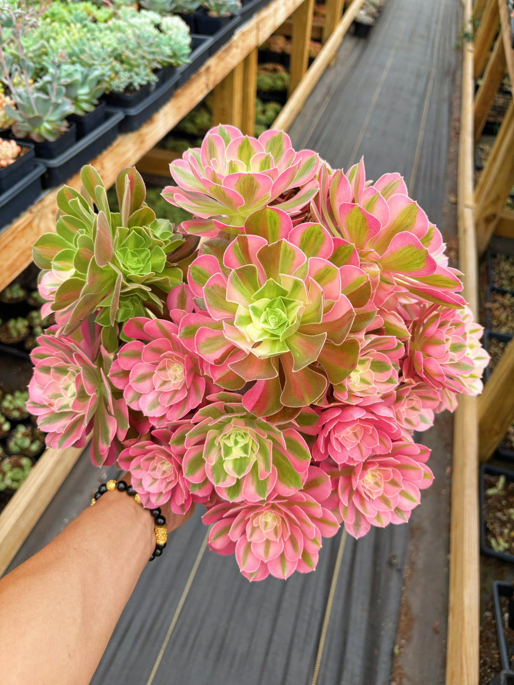 Aeonium Pink Witch Giant Bouquet (3) - April Farm/Rare Succulent