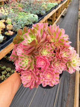 Load image into Gallery viewer, Aeonium Pink Witch Giant Bouquet (3) - April Farm/Rare Succulent
