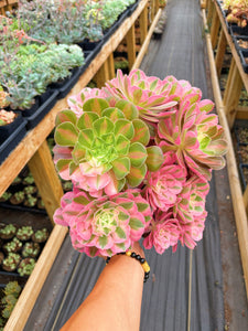 Aeonium Pink Witch Giant Bouquet (3) - April Farm/Rare Succulent
