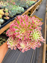 Load image into Gallery viewer, Aeonium Pink Witch Giant Bouquet (3) - April Farm/Rare Succulent

