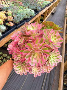 Aeonium Pink Witch Giant Bouquet (3) - April Farm/Rare Succulent