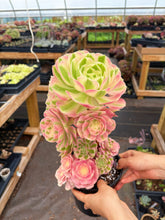 Load image into Gallery viewer, Aeonium Pink Witch Bouquet Tree (1) - April Farm/Rare Succulent
