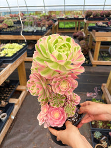 Aeonium Pink Witch Bouquet Tree (1) - April Farm/Rare Succulent