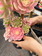 Load image into Gallery viewer, Aeonium Pink Witch Bouquet Tree (1) - April Farm/Rare Succulent
