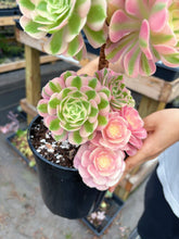 Load image into Gallery viewer, Aeonium Pink Witch Bouquet Tree (1) - April Farm/Rare Succulent
