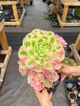 Load image into Gallery viewer, Aeonium Pink Witch Bouquet Tree (1) - April Farm/Rare Succulent
