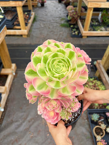 Aeonium Pink Witch Bouquet Tree (1) - April Farm/Rare Succulent