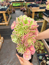 Load image into Gallery viewer, Aeonium Pink Witch Bouquet Tree (1) - April Farm/Rare Succulent
