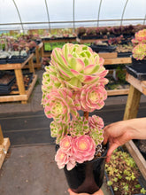 Load image into Gallery viewer, Aeonium Pink Witch Bouquet Tree (1) - April Farm/Rare Succulent
