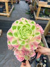 Load image into Gallery viewer, Aeonium Pink Witch Bouquet Tree (1) - April Farm/Rare Succulent
