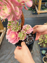Load image into Gallery viewer, Aeonium Pink Witch Bouquet Tree (1) - April Farm/Rare Succulent
