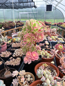 Aeonium Pink Witch Bouquet Tree (1) - April Farm/Rare Succulent