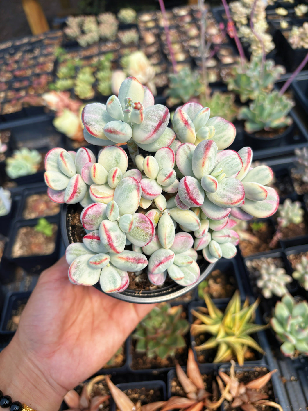 Rounded cotyledon orbiculata varigated large cluster (3) - April Farm/Rare Succulent