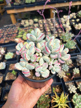 Load image into Gallery viewer, Rounded cotyledon orbiculata varigated large cluster (3) - April Farm/Rare Succulent
