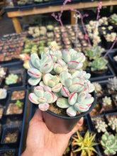 Load image into Gallery viewer, Rounded cotyledon orbiculata varigated large cluster (3) - April Farm/Rare Succulent
