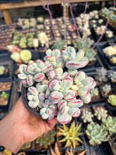 Load image into Gallery viewer, Rounded cotyledon orbiculata varigated large cluster (3) - April Farm/Rare Succulent
