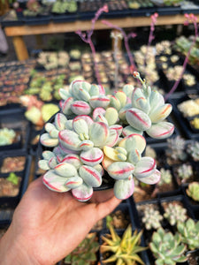 Rounded cotyledon orbiculata varigated large cluster (3) - April Farm/Rare Succulent