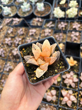 Load image into Gallery viewer, Haworthia Orange Variegated Retusa (1) - April Farm/Rare Succulents
