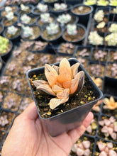 Load image into Gallery viewer, Haworthia Orange Variegated Retusa (1) - April Farm/Rare Succulents
