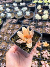 Load image into Gallery viewer, Haworthia Orange Variegated Retusa (1) - April Farm/Rare Succulents
