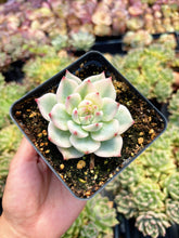 Load image into Gallery viewer, Echeveria Chihuahuaensis Variegated - April Farm/Rare Succulent
