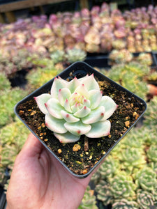 Echeveria Chihuahuaensis Variegated - April Farm/Rare Succulent