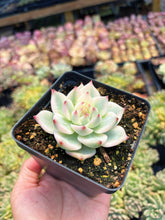Load image into Gallery viewer, Echeveria Chihuahuaensis Variegated - April Farm/Rare Succulent
