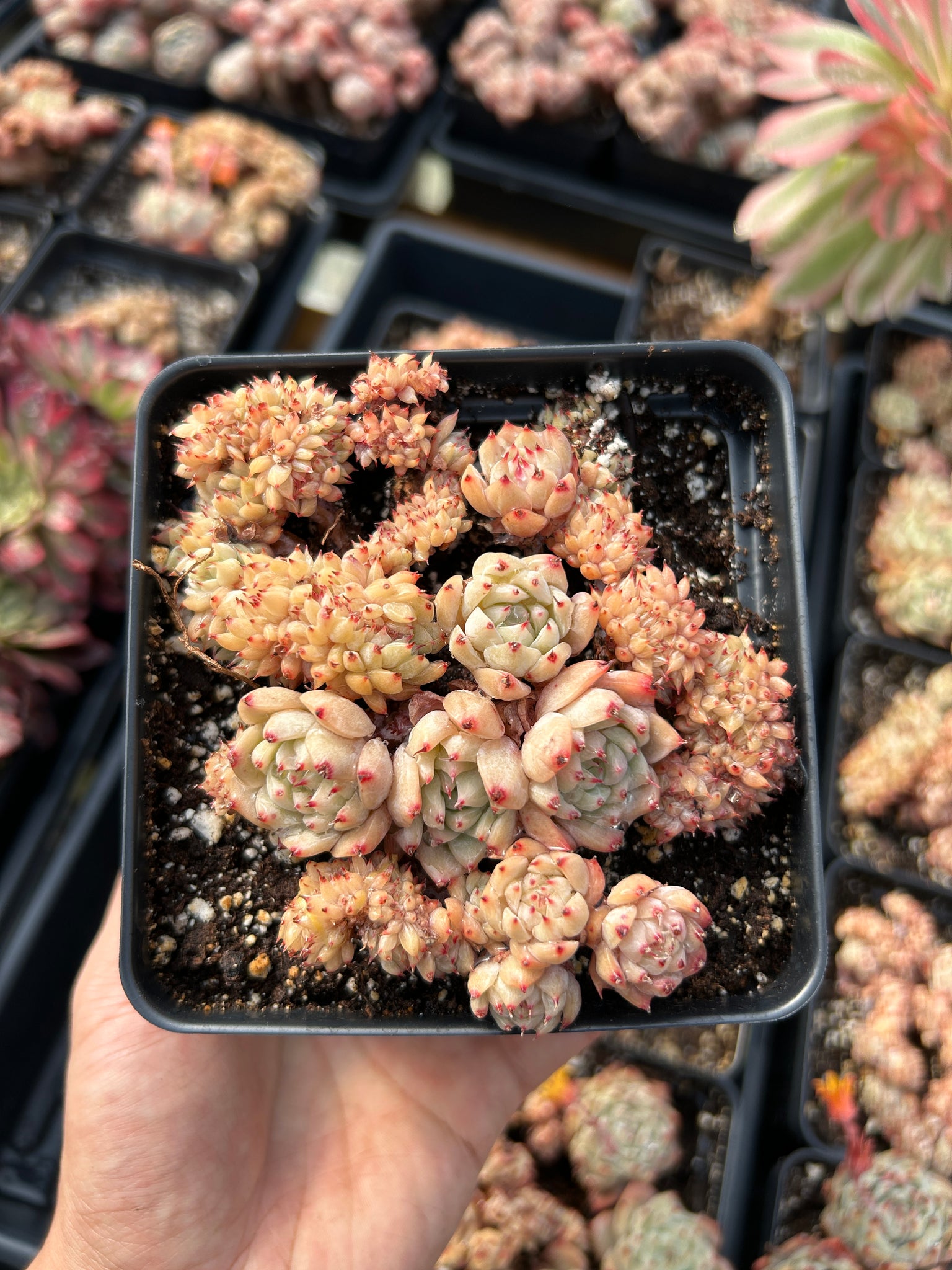 april farm succulents Echeveria Crested Elaine