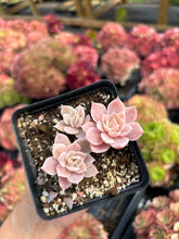 Load image into Gallery viewer, Echeveria Subsessilis variegated small cluster - April Farm/Rare Succulents
