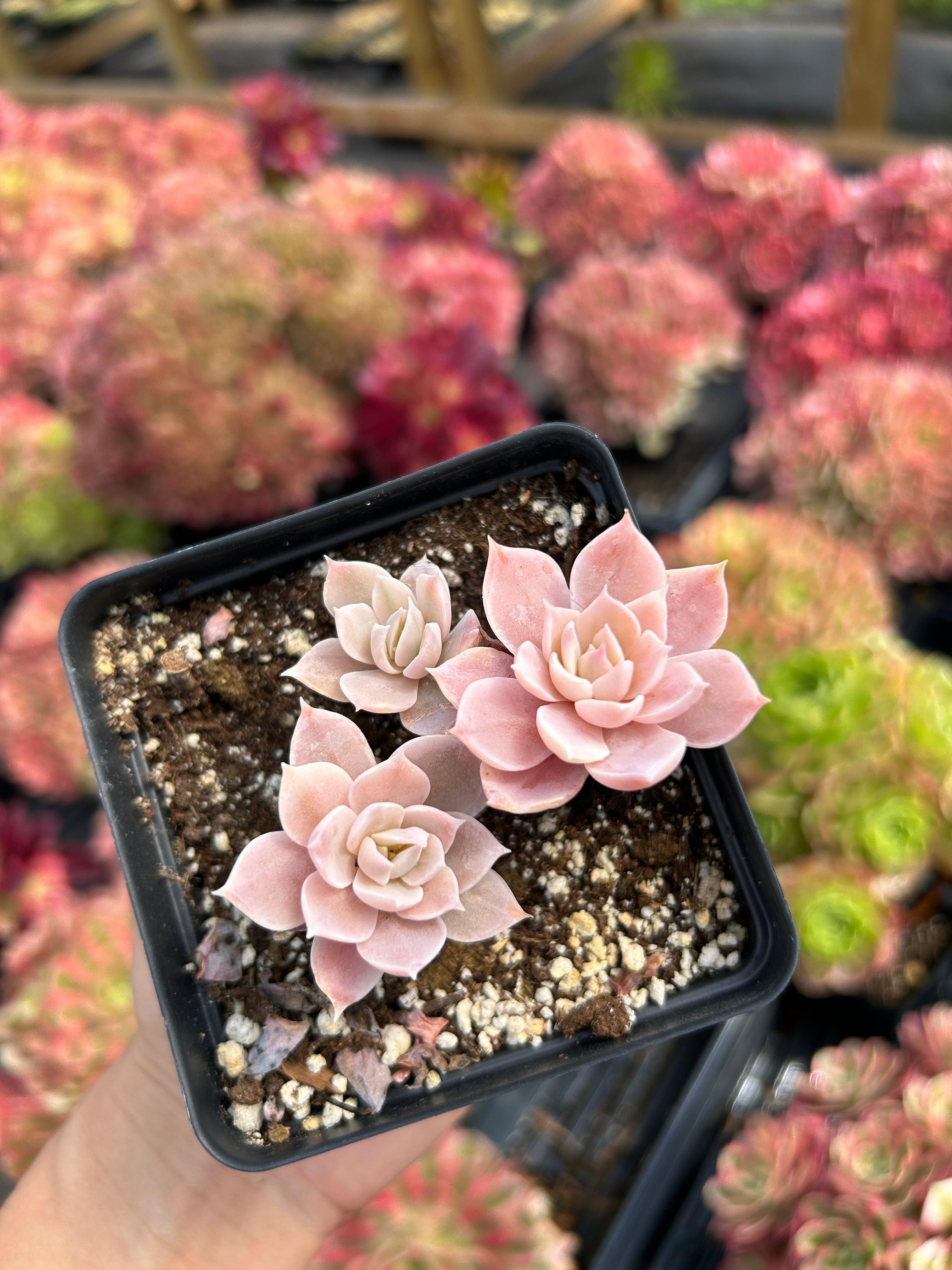 Echeveria Subsessilis variegated small cluster - April Farm/Rare Succu