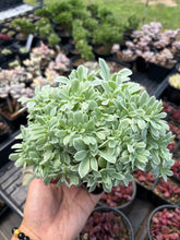 Load image into Gallery viewer, Echeveria Crested Silver Queen Variegated - April Farm/Rare Succulents