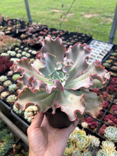 Load image into Gallery viewer, Echeveria Red Pinky Frills - April Farm/Rare Succulent