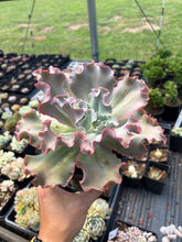 Load image into Gallery viewer, Echeveria Red Pinky Frills - April Farm/Rare Succulent